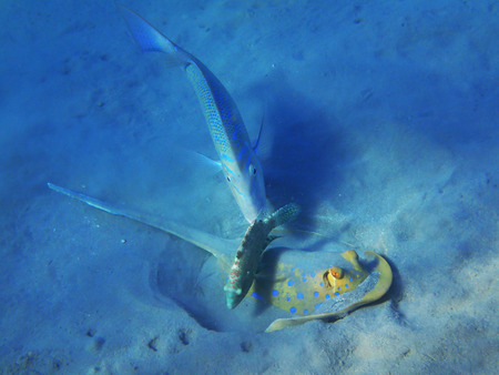 Taeniura lymma fish in the egypt red seaの写真素材