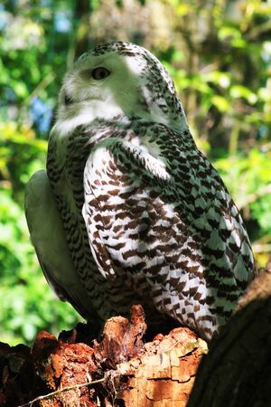 Snowy Owl (Bubo Scandiacus) is resting in the forestの写真素材