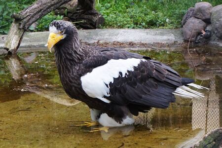 Steller's Sea Eagle as one from biggest birdの写真素材