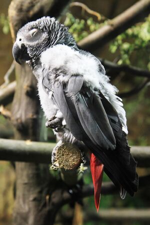 African Grey Parrot is resting in the garden