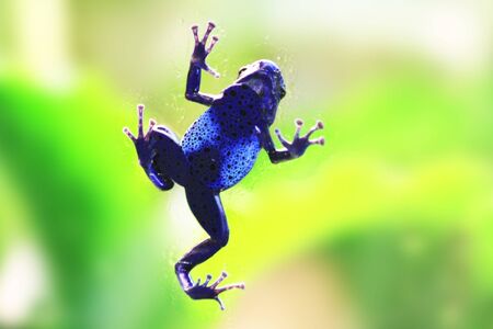 Blue poison-dart frog (Dendrobates tinctorius azureus) on the blue backgroundの写真素材