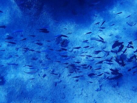 fishes in the red sea as very nice blue backgroundの写真素材