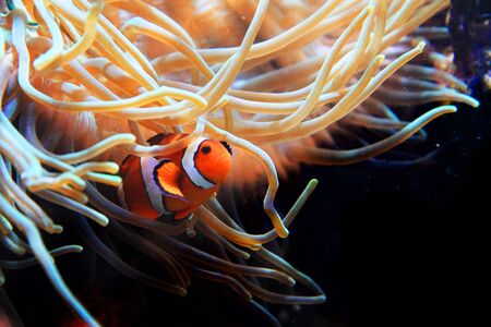 nemo fish from the red sea as most popular animalの写真素材