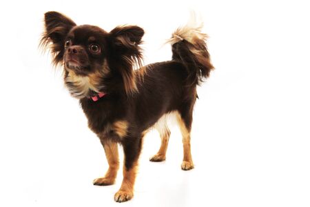 long hair chihuahua isolated on the white backgroundの写真素材