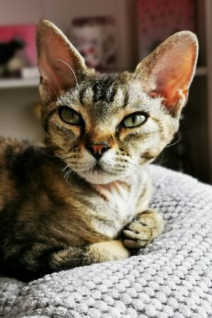 devon rex cat is resting at her home