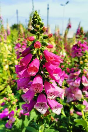 digitalis purpurea - colorful foxglove flowers in the green gardenの写真素材