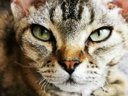 devon rex cat is resting at her homeの写真素材