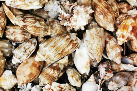 sea shells texture as very nice backgroundの写真素材