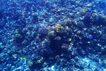 coral reef in Egypt as very nice natural backgroundの写真素材