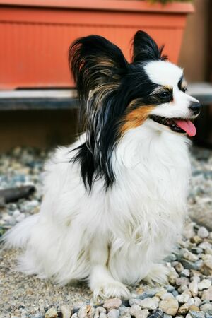 little puppy papilon dog in the green grassの写真素材