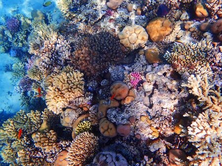 coral reef in egypt as nice natural landscapeの写真素材