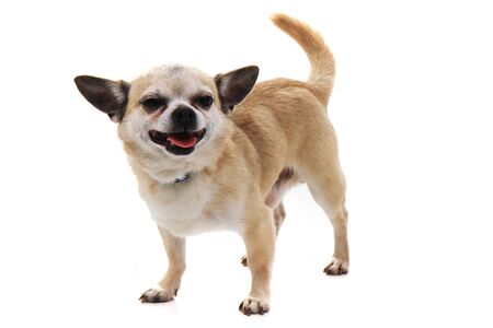 short hair chihuahua isolated on the white backgroundの写真素材