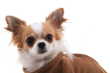 long hair chihuahua Violka dressed in new outfitの写真素材