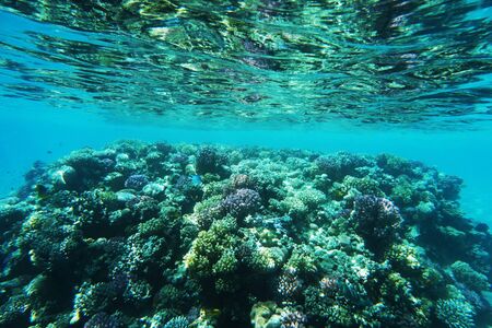 coral reef in Egypt as very nice natural backgroundの写真素材