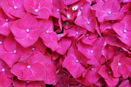 hortensia flowers texture as very nice natural background