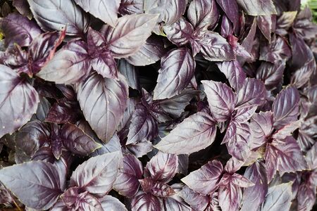 Violet basil plant as very nice natural background