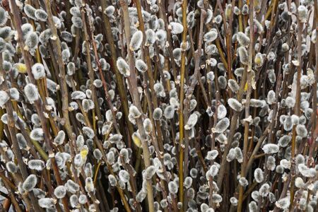 pussy willow texture as very nice natural background