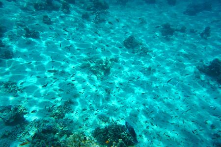 coral reef in Red Sea as nice natural ocean background