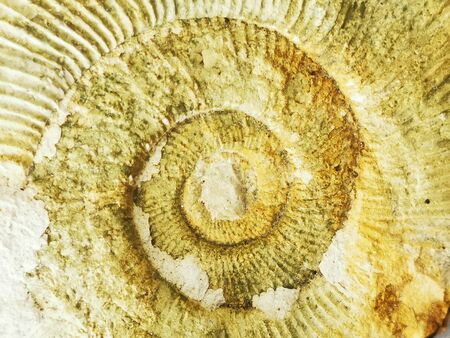 ammonite fossil texture as very nice natural backgroundの写真素材