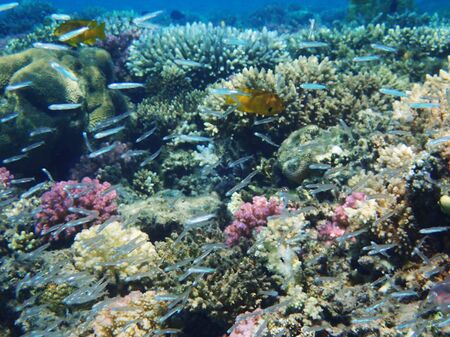 coral reef in Red Sea as nice natural ocean background