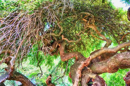 very old tree in the park as nice backgroundの写真素材