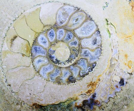 ammonite fossil texture as very nice natural background