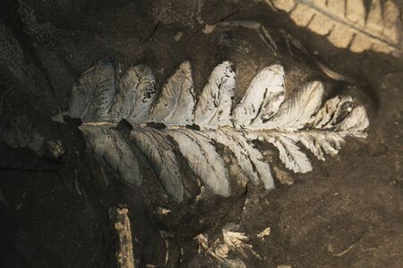 fern plant fossil as very nice natural backgroundの写真素材