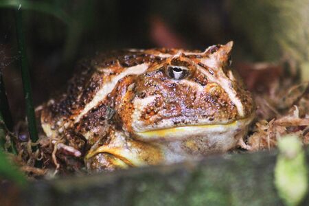 brown chaco frog as nice exotic animal