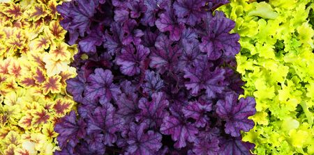 different heuchera plants as very nice natural backgroundの写真素材