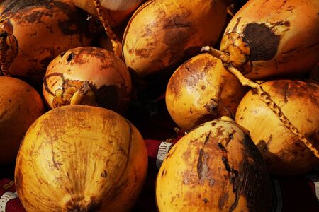 fresh coconut yellow fruits texture as nice backgroundの写真素材