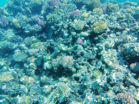coral reef in Red Sea as nice natural ocean background