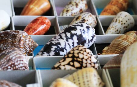 sea shells as very nice natural background