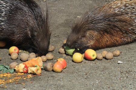 young strong porcupines is eating fresh fruitsの写真素材
