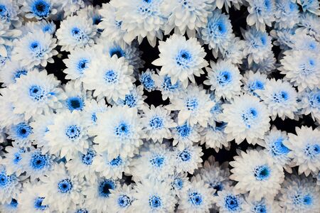 dried flowers texture as very nice background