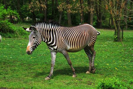 zebra animal is resting in the gardenの写真素材