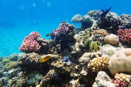 coral reef in Egypt as very nice natural backgroundの写真素材