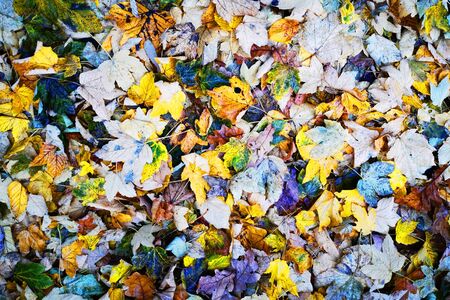 autumn leaves in the sun as very nice backgroundの写真素材