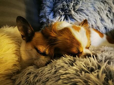 chihuahua dogs are resting on the furry pillow
