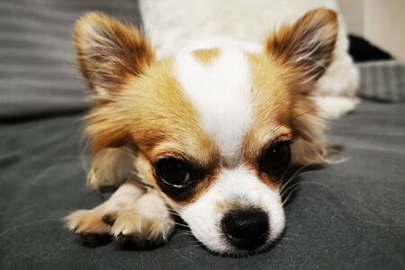 chihuahua is resting as very nice animal backgroundの写真素材