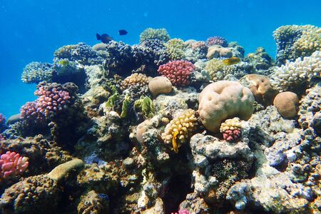 coral reef in Egypt as very nice natural backgroundの写真素材