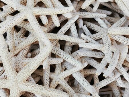 sea star collection texture as very nice natural background