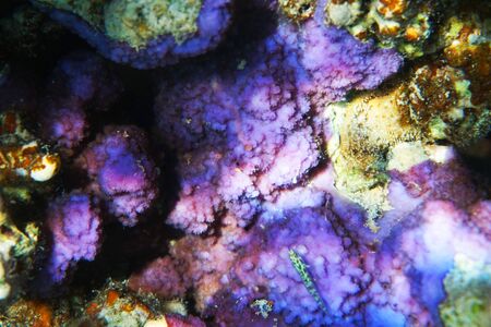 detail of coral in the Egypt Red sea 