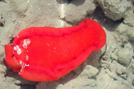 big red sea slug from the Egyptの写真素材