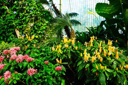 tropical greenhouse interior near Lednice castle czech republicのeditorial素材