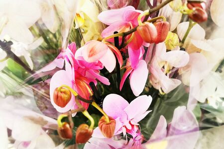 orchid fresh flowers as nice natural backgroundの写真素材