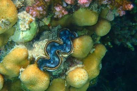 blue giant clam in the Red Seaの写真素材