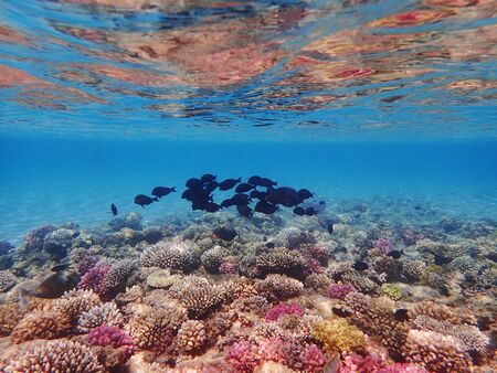 coral reef in Egypt as very nice natural backgroundの写真素材
