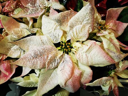 christmas star flowers as nice winter holiday backgroundの写真素材