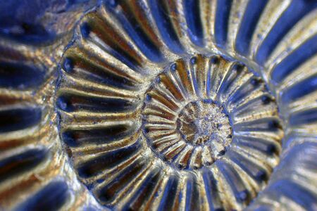 ammonite fossil texture as very nice natural backgroundの写真素材