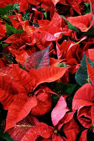 christmas star flowers as nice winter holiday backgroundの写真素材